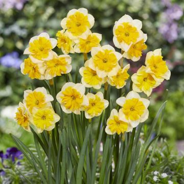 Narcissi Life is Good