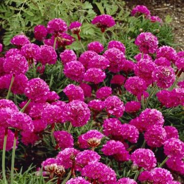 Armeria Dusseldorf stolz