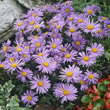Aster alpinus (als) Dunkle Schone
