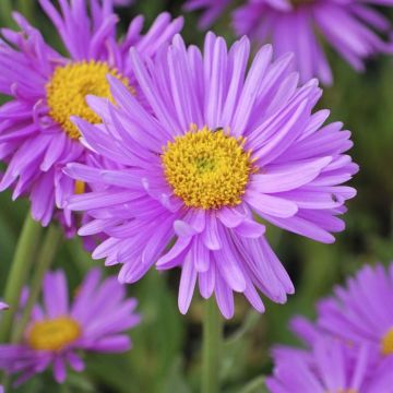 Aster alpinus Happy End