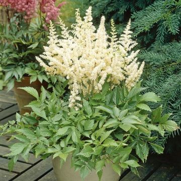 Astilbe Japonica Deutchland