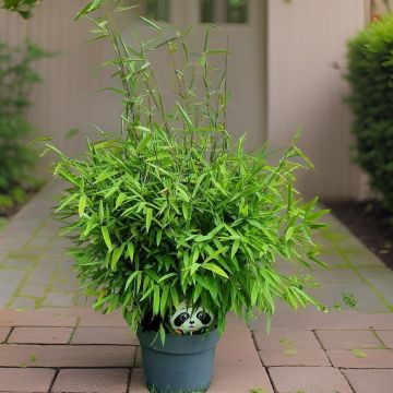 Fargesia Black Pearl V2