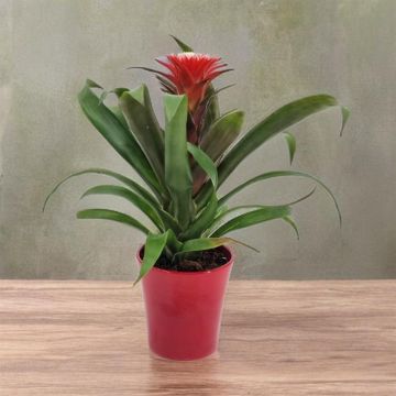 Guzmania Hope v3