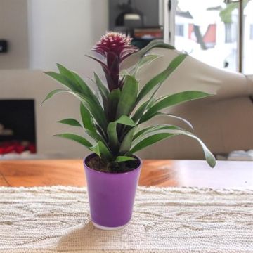 Guzmania Francesca v3