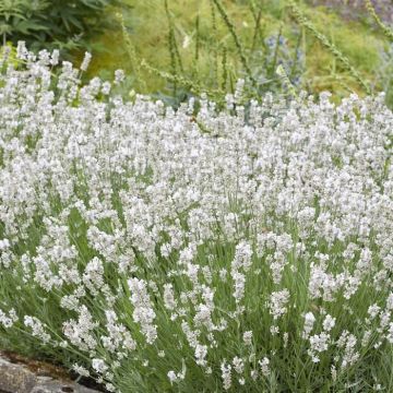 Lavandula angustifolia Alba