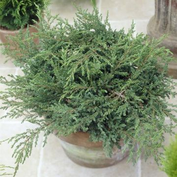Juniperus Repanda V2