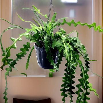 Epiphyllum Anguliger Zig Zag