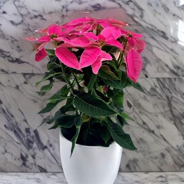 Poinsettia Pink