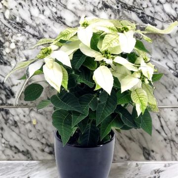 Euphorbia Princetta White