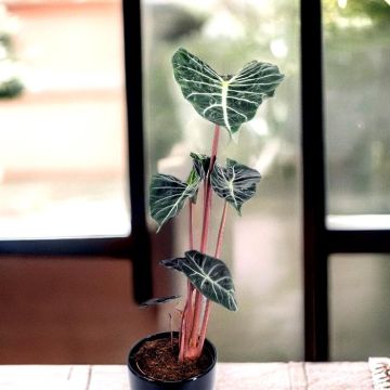 Alocasia Pink Dragon 17cm