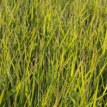 Eragrostis spectabilis