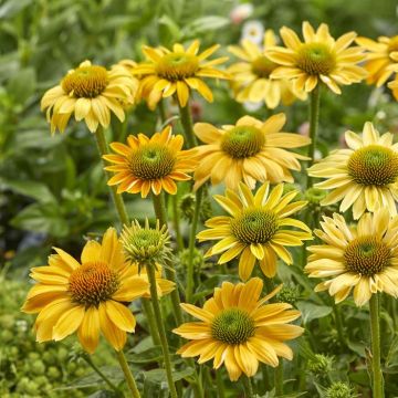 Echinacea purpurea mellow yellow (Als)