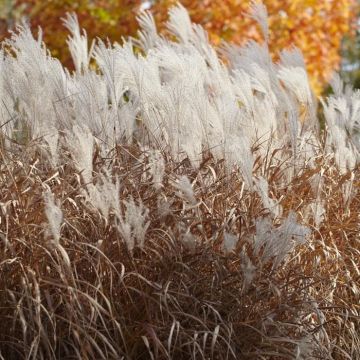 Miscanthus Indian Summer