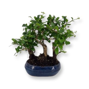 bonsai carmona Forest 12 cm