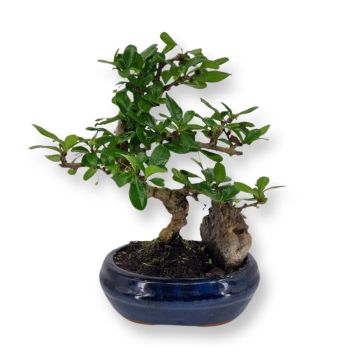 bonsai carmona s 12 cm