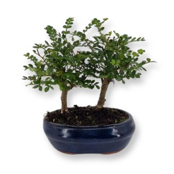 Bonsai zanthoxylum Forest 12 cm2