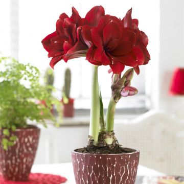 Amaryllis Double Dragon
