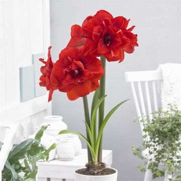 Amaryllis Double King