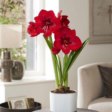 Amaryllis Fireball
