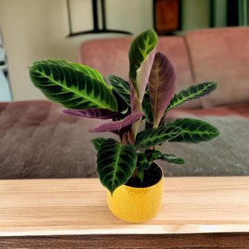 Calathea Warscewiczii