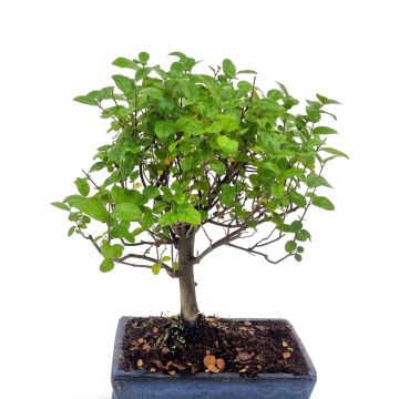 Bonsai Sageretia ball 20 cm
