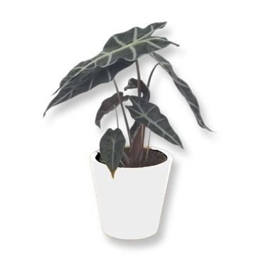 Alocasia Polly 12 cm