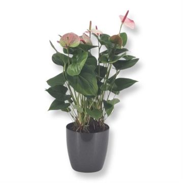 Anthurium Elegance