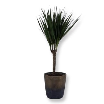 Dracaena Marginata 11 cm
