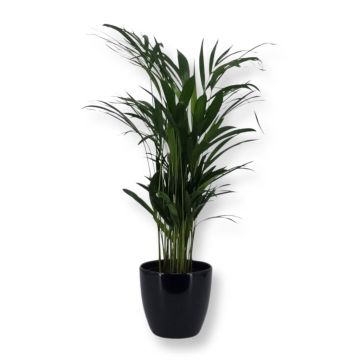 Areca Dypsis 17 cm