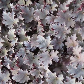 Heuchera Binoche