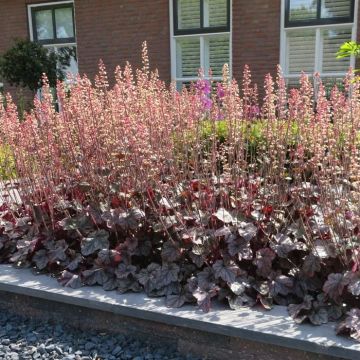 Heuchera Northern Exposure Silver