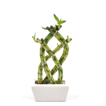 Dracaena lucky bamboo Twested