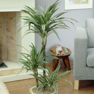 Dracaena Warneckei v2
