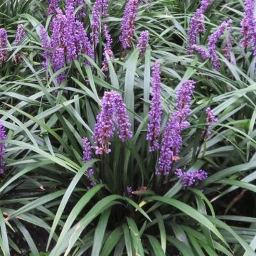 Liriope muscari Ingwersen 20191104 A