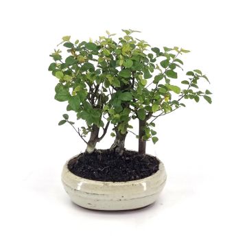 Bonsai Sageretia forest 15 cm