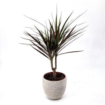 Dracaena Magenta enkel stam 17 cm