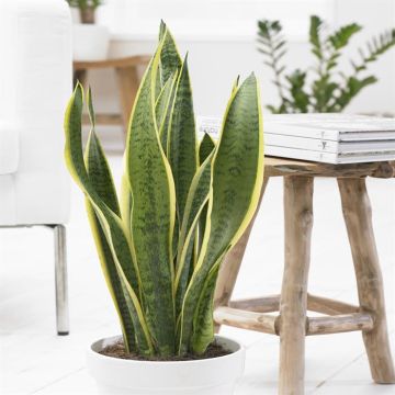 Sansevieria als Futura Superba