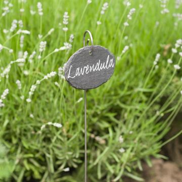 Ovalen Hangetiketten H40cm