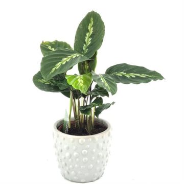 Calathea Maui queen V2