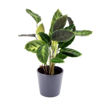 Calathea Waterfresh V2