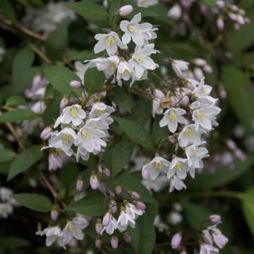 Deutzia Rosea