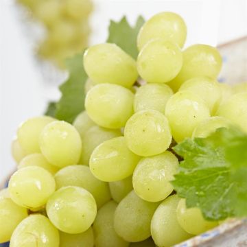 Vitis als (Golden Champion)