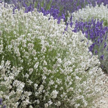 Lavandula Angustifolia Alba