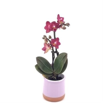 Phalaenopsis mini Rood