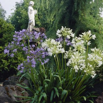 Agapanthus mix Blue-White