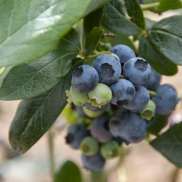 Vaccinium corymbosum Patriot