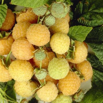 Rubus ideaus Als Golden Everest