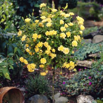 Standard Rose Yellow