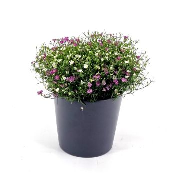Gypsophila muralis Gypsy White Pink