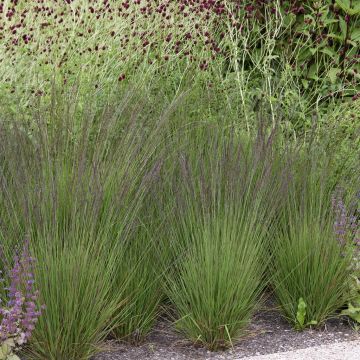 Molinia caerulea Edith Dudszus v2